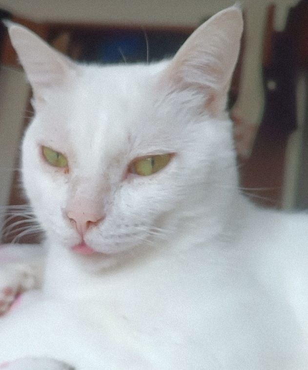 Carlos, gato branco