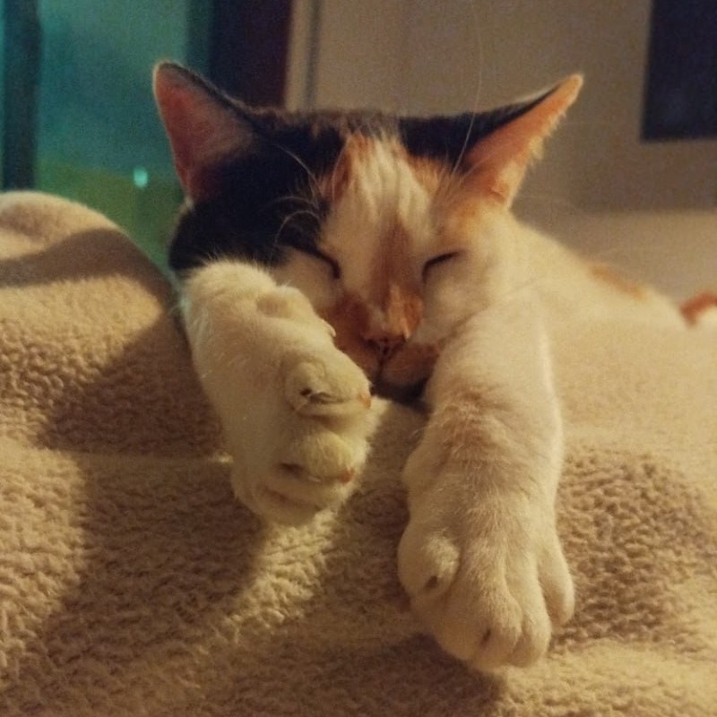Um dos quatro gatos, atendido em casa